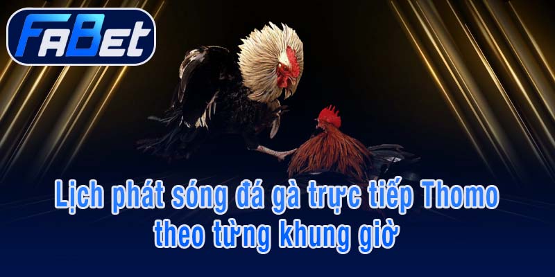 Lịch phát sóng đá gà trực tiếp Thomo theo từng khung giờ